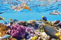 Phần lớn đại dương vẫn chưa được khám phá