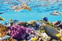 Phần lớn đại dương vẫn chưa được khám phá