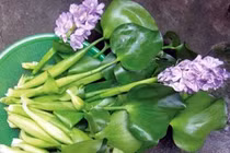 Thức ăn từ bèo tây dễ nhiễm độc