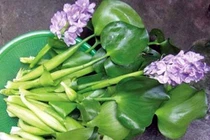 Thức ăn từ bèo tây dễ nhiễm độc