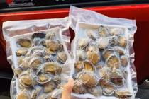 Cẩn thận với bào ngư giá rẻ