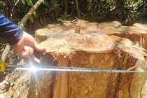 “Thảm sát” rừng quy mô lớn tại tỉnh Kon Tum: Bài 1: “Vọng gác IS” và nỗ lực tận diệt rừng già