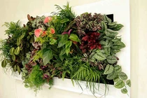 Tranh cây cho không gian xanh mát