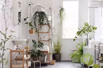 Tránh lạm dụng trồng cây trong nhà