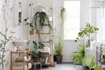 Tránh lạm dụng trồng cây trong nhà