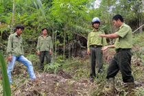 Khôi phục và phát triển rừng bền vững vùng Tây Nguyên