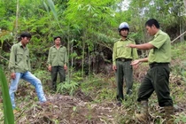 Khôi phục và phát triển rừng bền vững vùng Tây Nguyên