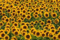 Hoa hướng dương gợi ý khai thác tối đa năng lượng mặt trời 