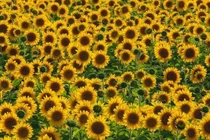 Hoa hướng dương gợi ý khai thác tối đa năng lượng mặt trời 