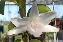 Tạo ra lan đột biến không khó