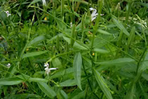 Xuyên tâm liên điều trị bệnh phổi có điều trị được Covid-19?