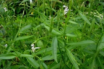 Xuyên tâm liên điều trị bệnh phổi có điều trị được Covid-19?