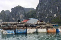 Tháo dỡ các cơ sở nuôi trồng hải sản trên các vịnh của quần đảo Cát Bà