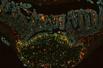 “Cỗ máy thời gian” đo tế bào