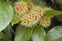 Câu đằng trị sốt cao, co giật