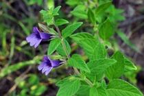 4 thảo dược tốt cho người bị máu nhiễm mỡ