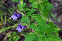 4 thảo dược tốt cho người bị máu nhiễm mỡ