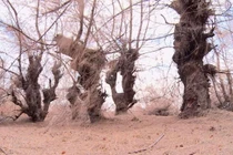 Phú Yên: Hàng trăm hécta rừng phòng hộ chết khô