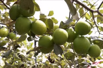  Điều kiện bảo hộ giống cây trồng