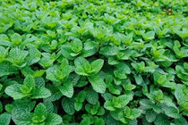 Bạc hà chữa đau đầu