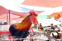 Chẳng sợ cúm gia cầm, người dân chia nhỏ số lượng gia cầm cho dễ bán