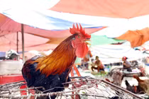 Chẳng sợ cúm gia cầm, người dân chia nhỏ số lượng gia cầm cho dễ bán