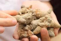 Tam thất điều trị sốt xuất huyết