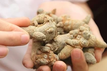 Tam thất điều trị sốt xuất huyết