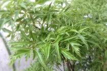 Hoạt chất quý trong cây đinh lăng