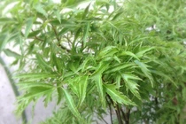 Hoạt chất quý trong cây đinh lăng