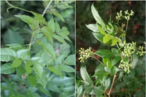 Uống chè dây có gây hại gan