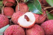 Vải thiều vẫn vững tin sẽ xuất khẩu sang Nhật Bản