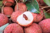 Vải thiều vẫn vững tin sẽ xuất khẩu sang Nhật Bản