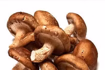 Nấm hương chữa đau lưng mạn tính