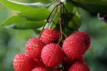 Ăn quá nhiều vải có thể gây "bệnh vải"