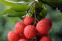 Ăn quá nhiều vải có thể gây "bệnh vải"