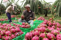 2/3 lượng rau quả xuất khẩu Việt Nam được xuất sang Trung Quốc