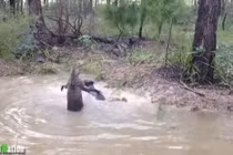 Chuột túi tấn công chó săn