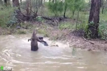 Chuột túi tấn công chó săn