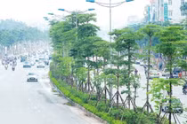 Chân dung một "ông lớn" khác trong thầu dịch vụ cây xanh tại Hà Nội