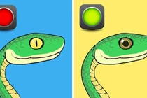 Bí kíp nhận diện rắn có độc hay không từ A - Z