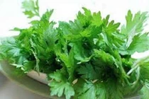 Cầm máu, sát khuẩn từ dược liệu tự nhiên