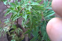 Đinh lăng chữa sốt và mệt mỏi