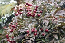 Giống nhãn tím có nhiều ưu việt