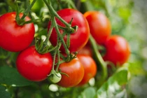 Cà chua điều trị tăng huyết áp