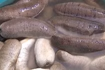  Hải sâm chữa u xơ tiền liệt tuyến