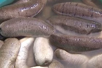  Hải sâm chữa u xơ tiền liệt tuyến