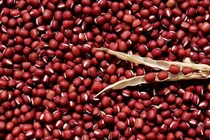 Đậu đỏ chữa viêm gan, viêm thận