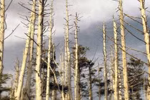 Ảnh hưởng của mưa axit