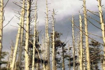 Ảnh hưởng của mưa axit